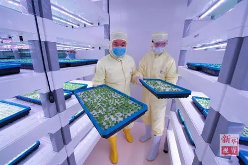 云端之上的菜園 網絡信息技術如何重塑植物工廠的倉庫蔬菜革命